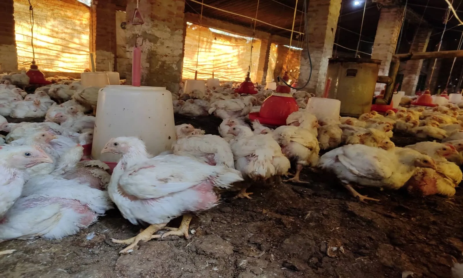 Poultry Farmers - Bird flu - Avian Influenza Poultry Farmers - Bird flu - Avian Influenza