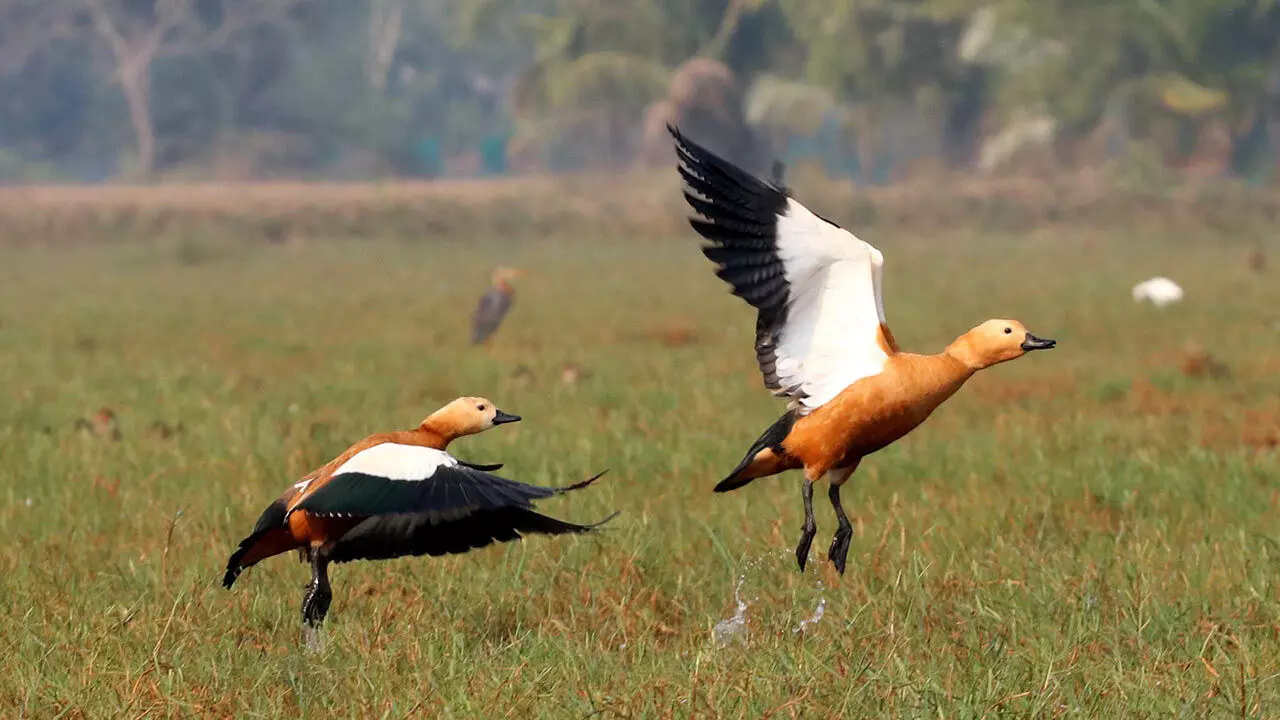 लाख से अधिक प्रवासी पक्षी मंगलाजोडी में आते हैं (फोटो: तज़ीन)