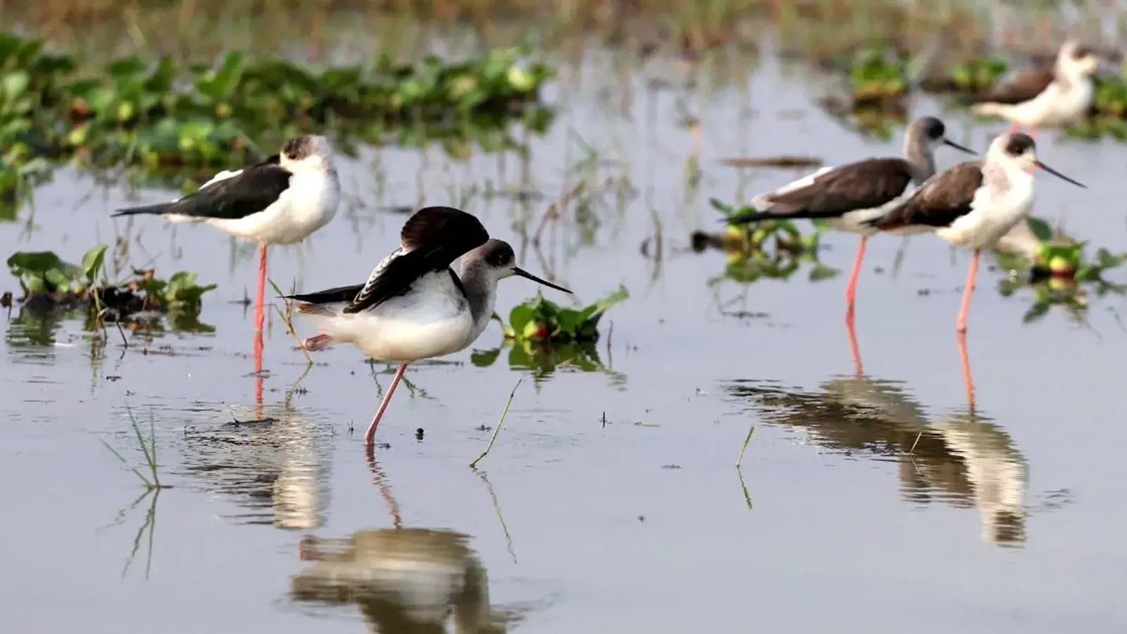 Migratory birds - Chilika Lake - Orissa