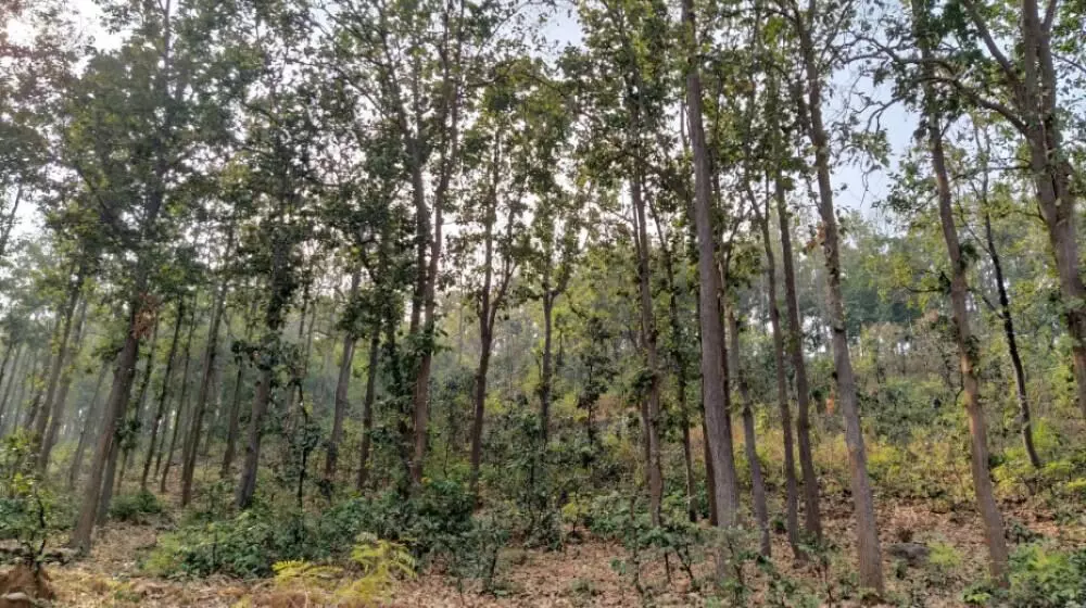 पुनासिया, मयूरभंज में जंगल। फोटो : तज़ीन कुरैशी