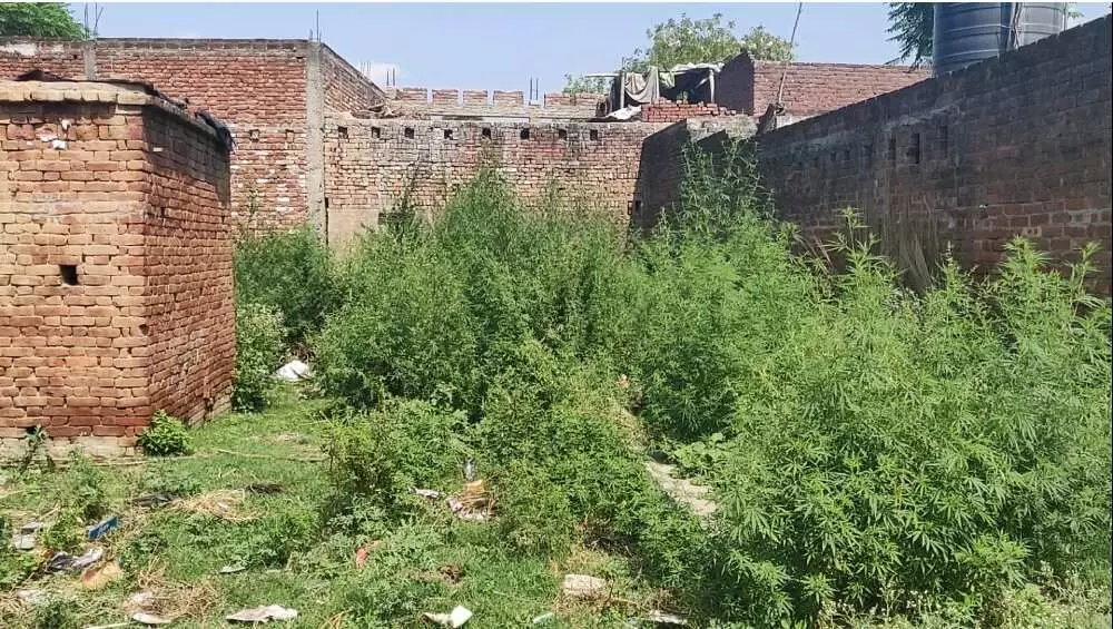 अनीस की ज़मीन जिसे उनके परिवार को उनके इलाज के लिए गिरवी रखना पड़ा। फोटो: शैलेष श्रीवास्तव अनीस की ज़मीन जिसे उनके परिवार को उनके इलाज के लिए गिरवी रखना पड़ा। फोटो: शैलेष श्रीवास्तव