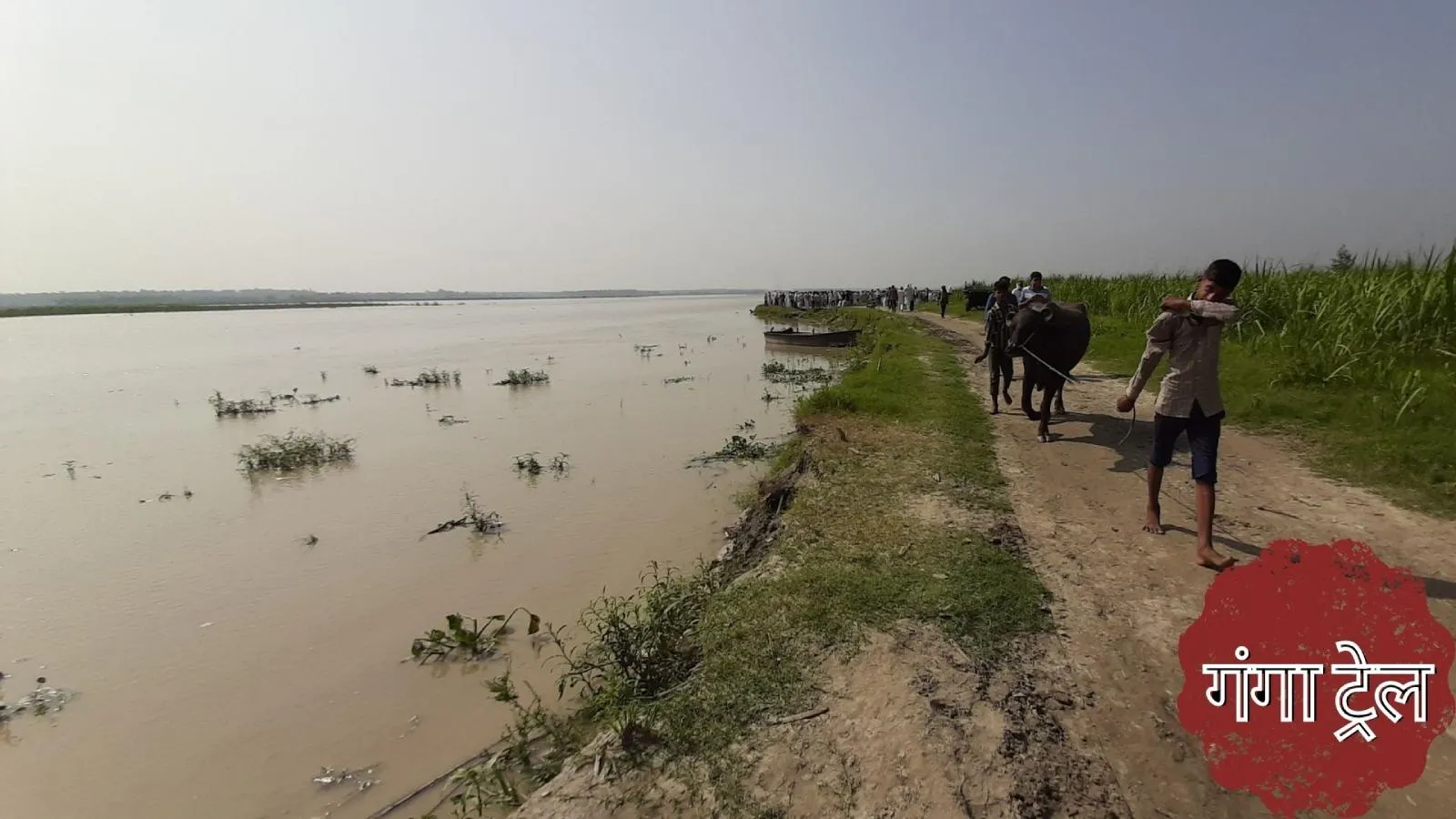 कैसे बचेंगे गंगा के जलीय जंतु इस जहरीली खेती से? कैसे बचेंगे गंगा के जलीय जंतु इस जहरीली खेती से?