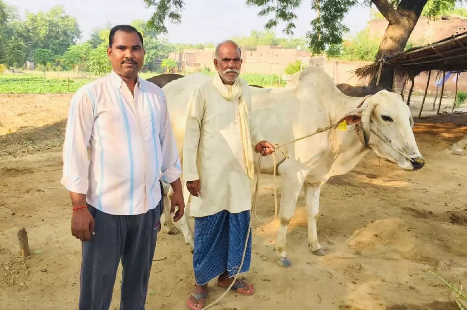 उन्नाव जिले के वसैना गांव के रहने रमेश प्रसाद ने गोवंश सहभागिता योजना से एक बैल लिया है। फोटो: रणविजय सिंह उन्नाव जिले के वसैना गांव के रहने रमेश प्रसाद ने गोवंश सहभागिता योजना से एक बैल लिया है। फोटो: रणविजय सिंह
