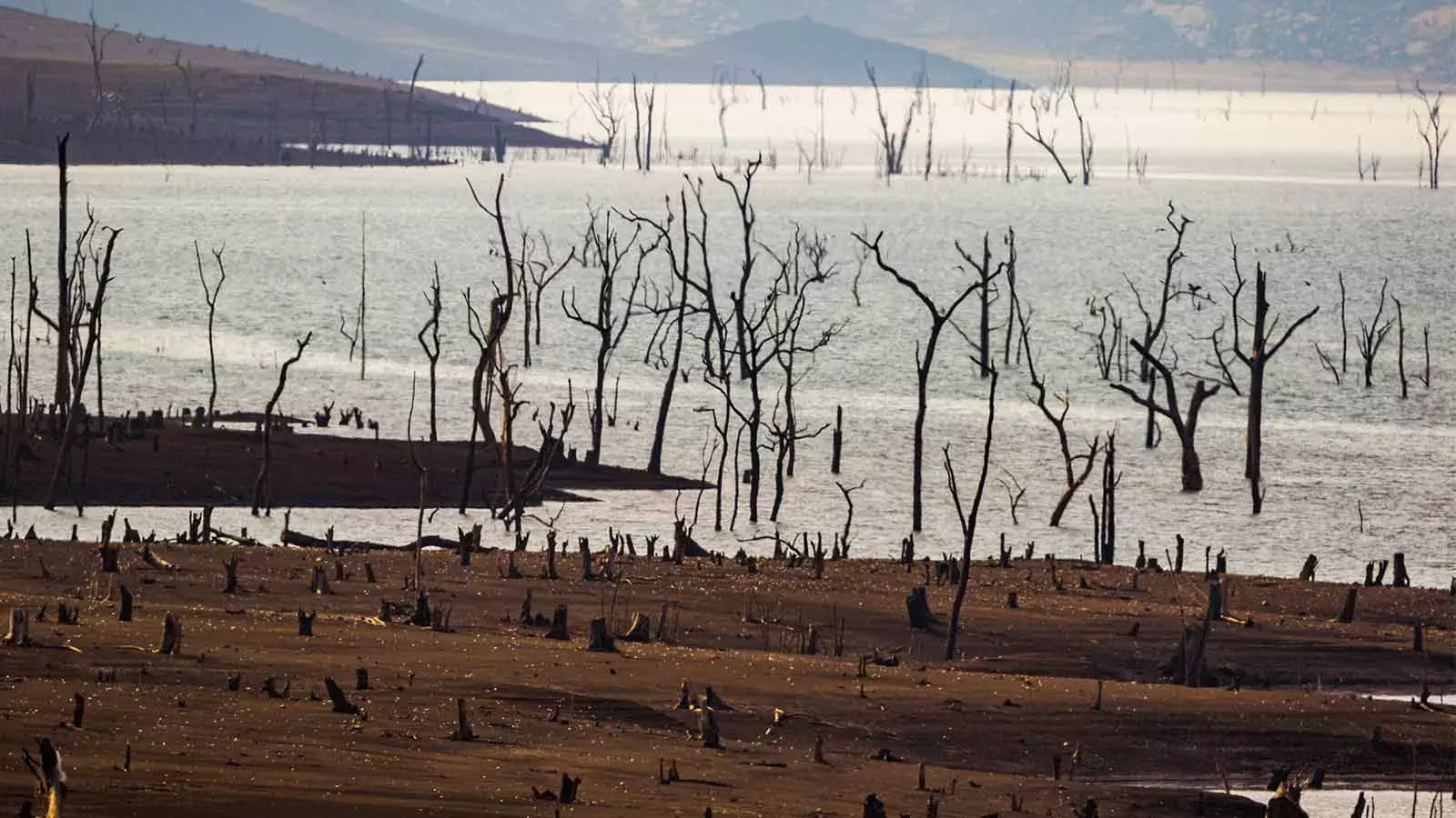 COP26: जलवायु परिवर्तन को लेकर समर्पित भारत आखिर वानिकी पर खामोश क्यों? COP26: जलवायु परिवर्तन को लेकर समर्पित भारत आखिर वानिकी पर खामोश क्यों?
