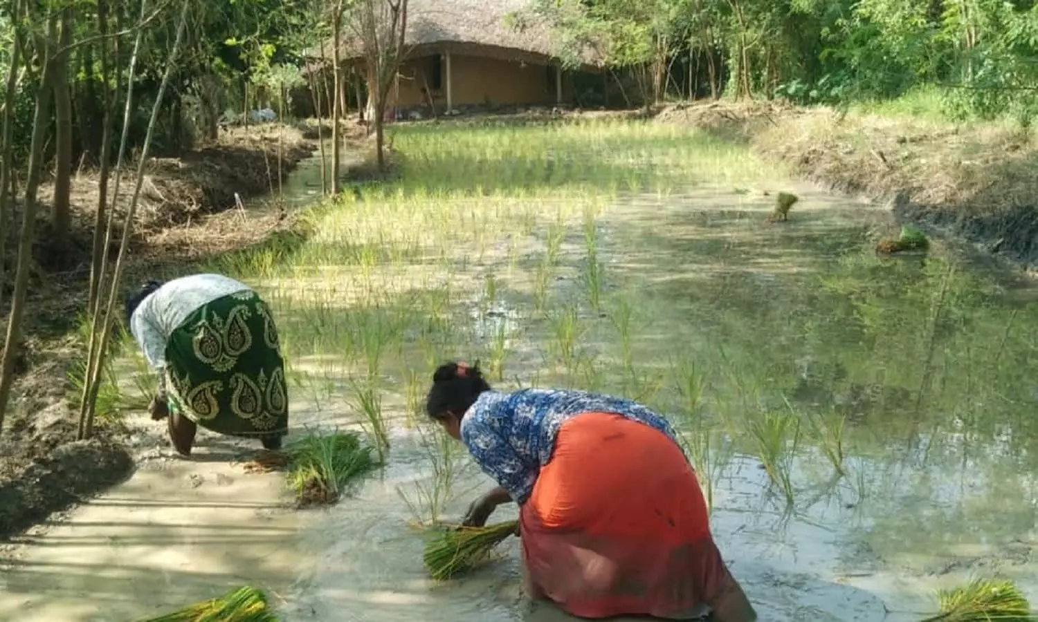 पश्चिम बंगाल के बोलपुर में संथाल जनजाति की महिलाएं पारंपरिक तरीके से चावल की खेती करते हुए। पश्चिम बंगाल के बोलपुर में संथाल जनजाति की महिलाएं पारंपरिक तरीके से चावल की खेती करते हुए।