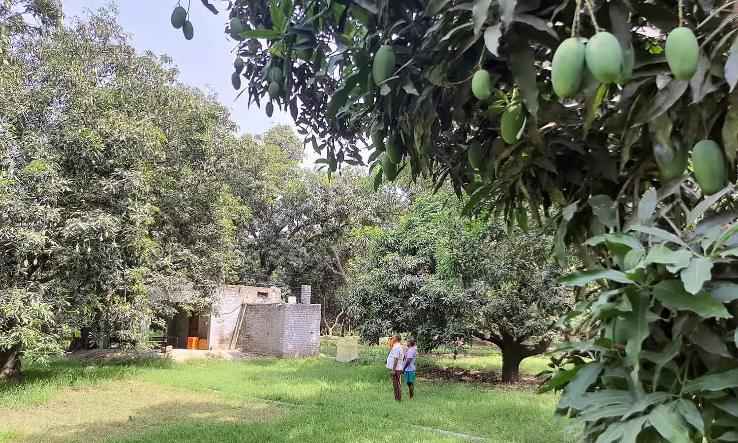 आम उत्पादन पर जलवायु परिवर्तन का असर, बढ़ती गर्मी और झुमका से तबाह होती फसल आम उत्पादन पर जलवायु परिवर्तन का असर, बढ़ती गर्मी और झुमका से तबाह होती फसल