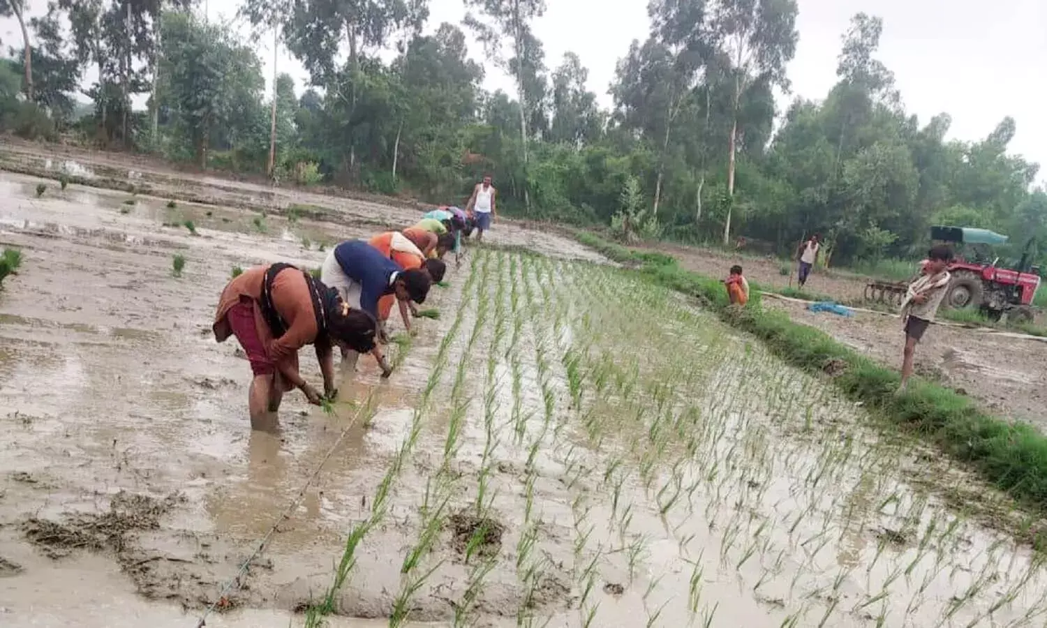 मानसून में देरी, कम बारिश की वजह से धान रोपाई में पिछड़ा यूपी मानसून में देरी, कम बारिश की वजह से धान रोपाई में पिछड़ा यूपी
