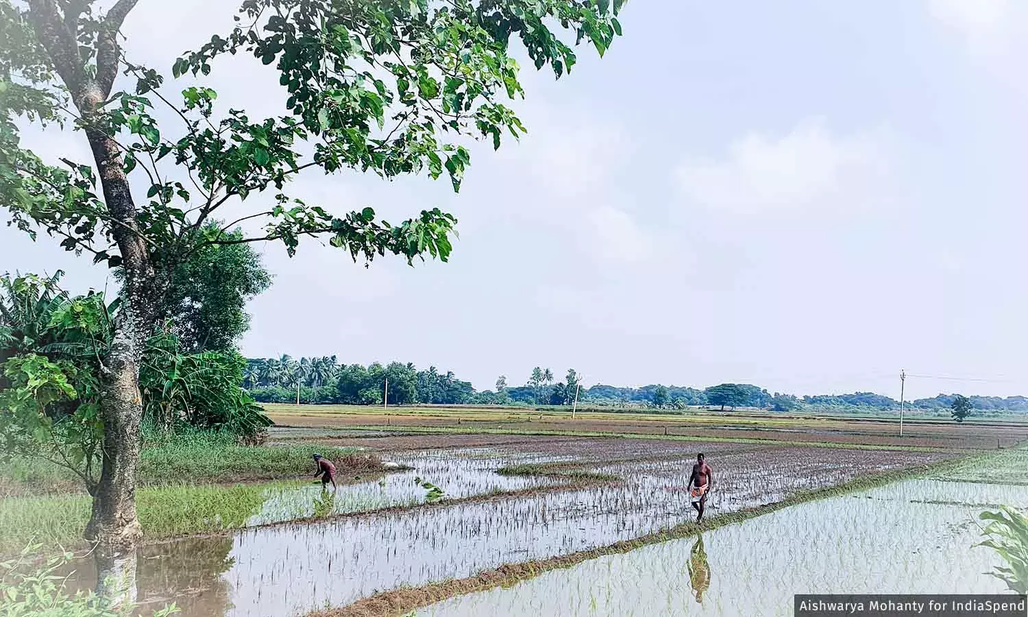 ओडिशा के किसानों को पलायन पर मजबूर करती बार-बार की बाढ़, चक्रवात