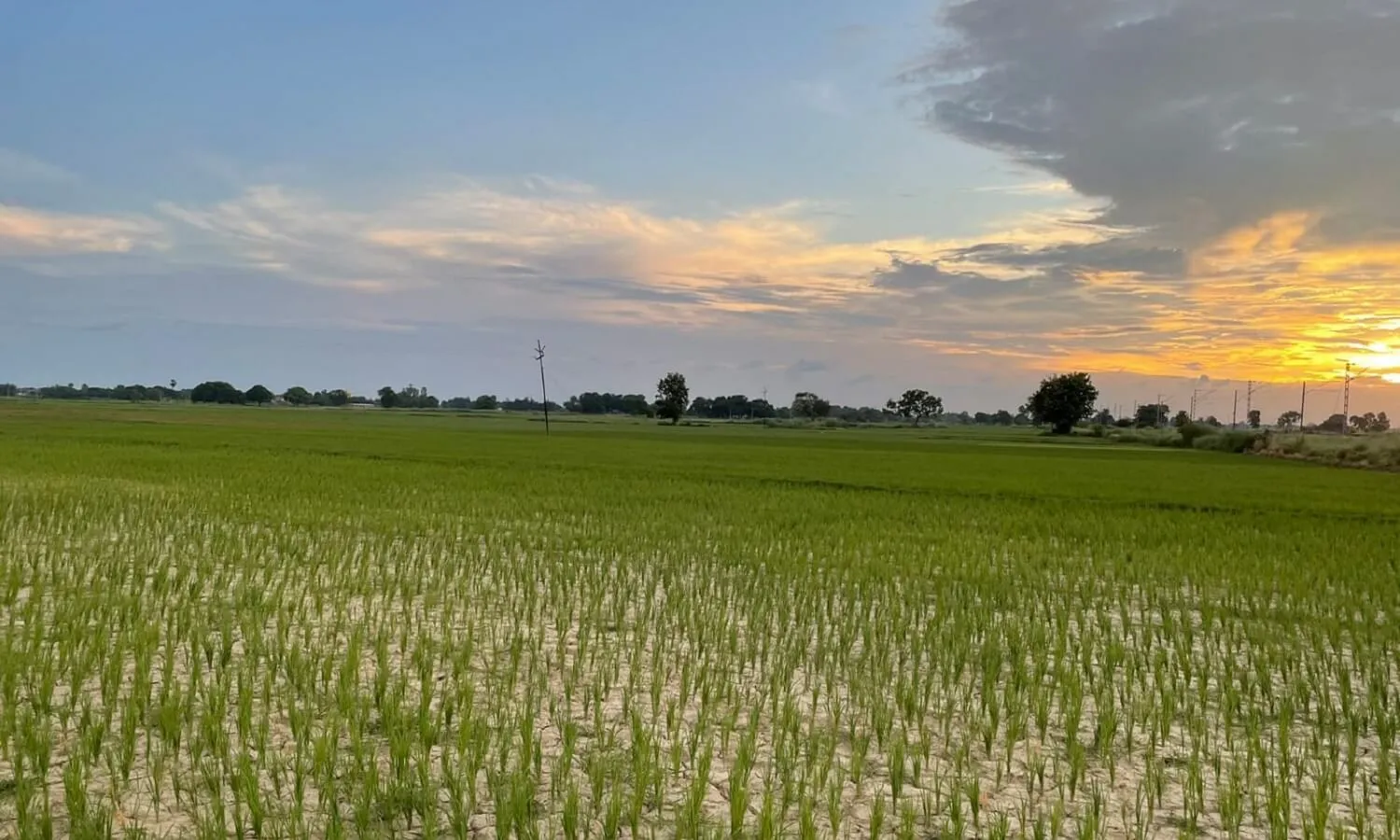 धान किसानों पर दोहरी मार, पहले सूखा और फिर ज्यादा बारिश ने पकी फसल बर्बाद कर दी धान किसानों पर दोहरी मार, पहले सूखा और फिर ज्यादा बारिश ने पकी फसल बर्बाद कर दी