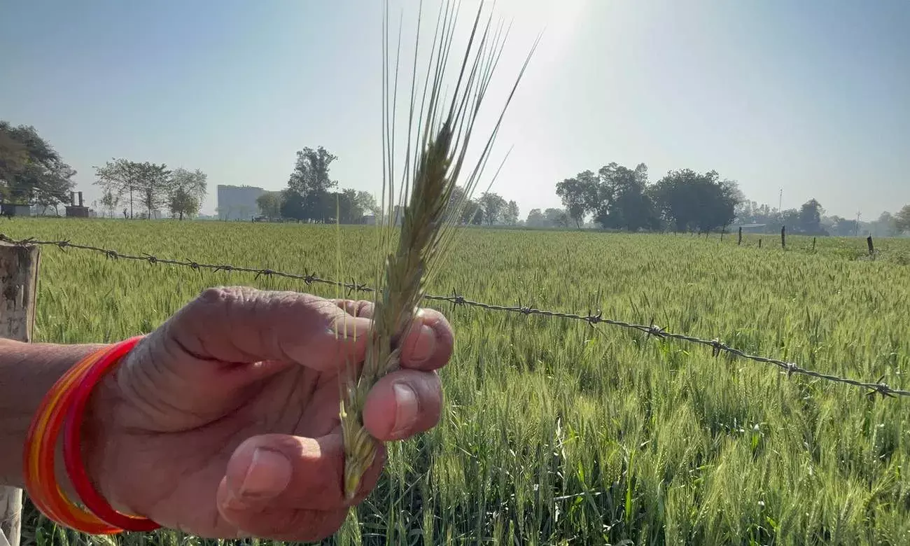 1901 के बाद फरवरी में पड़ी इतनी गर्मी, गेहूं, सरसों की पैदावार पर कितना असर? 1901 के बाद फरवरी में पड़ी इतनी गर्मी, गेहूं, सरसों की पैदावार पर कितना असर?