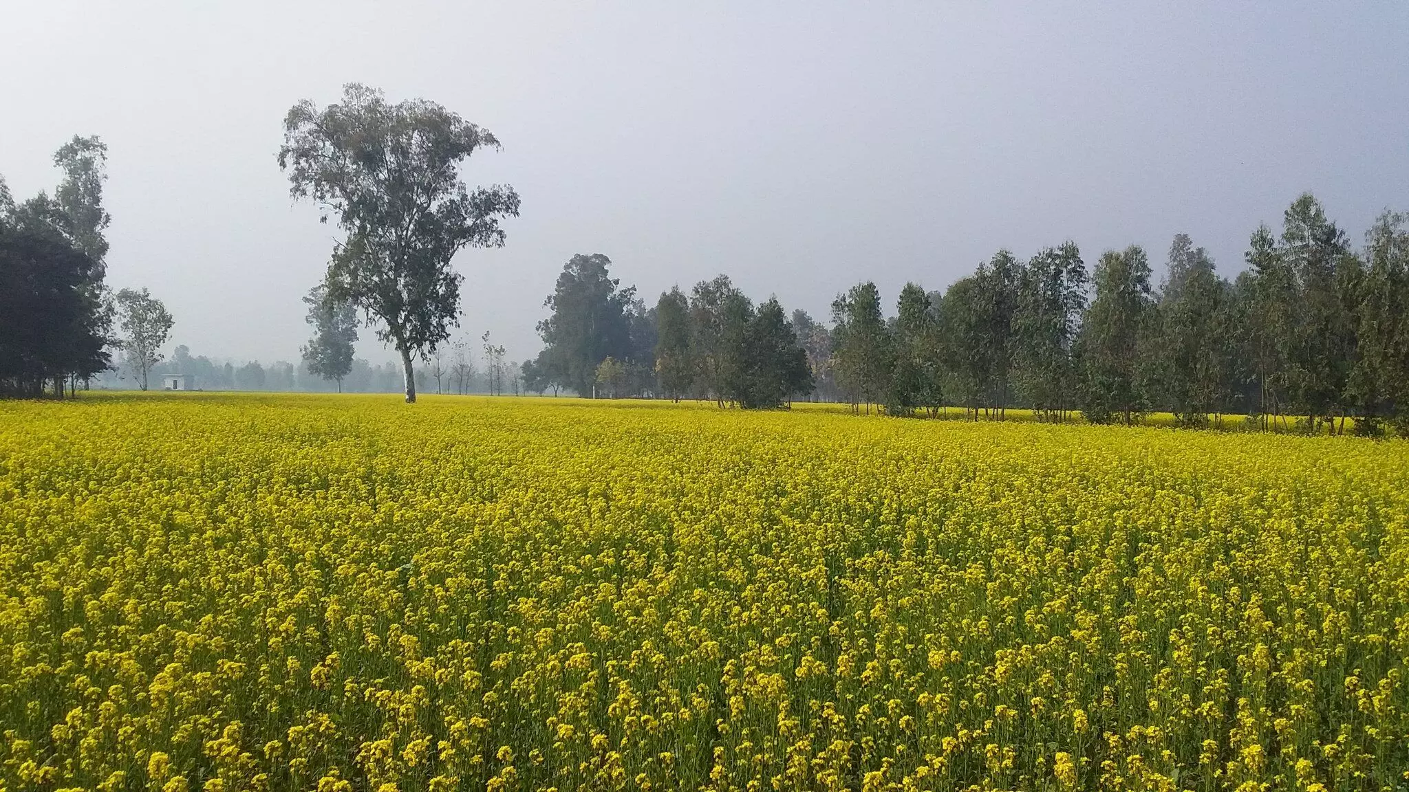 जानकारों की मानें तो बढ़े तापमान का असर सरसों कर फसल पर भी द‍िख सकता है।