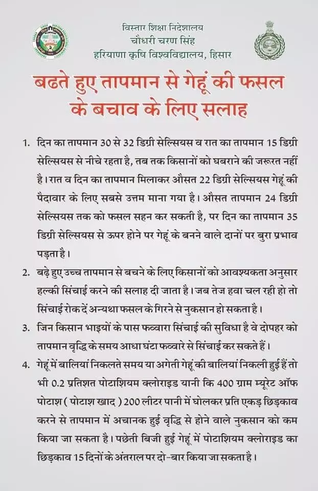 चौधरी चरण सिंह हर‍ियाणा कृष‍ि व‍िश्‍वव‍िद्यालय ने बढ़ते हुए तापमान से गेहूं की फसल को बचाने के ल‍िए किसानों को सलाह दी है।