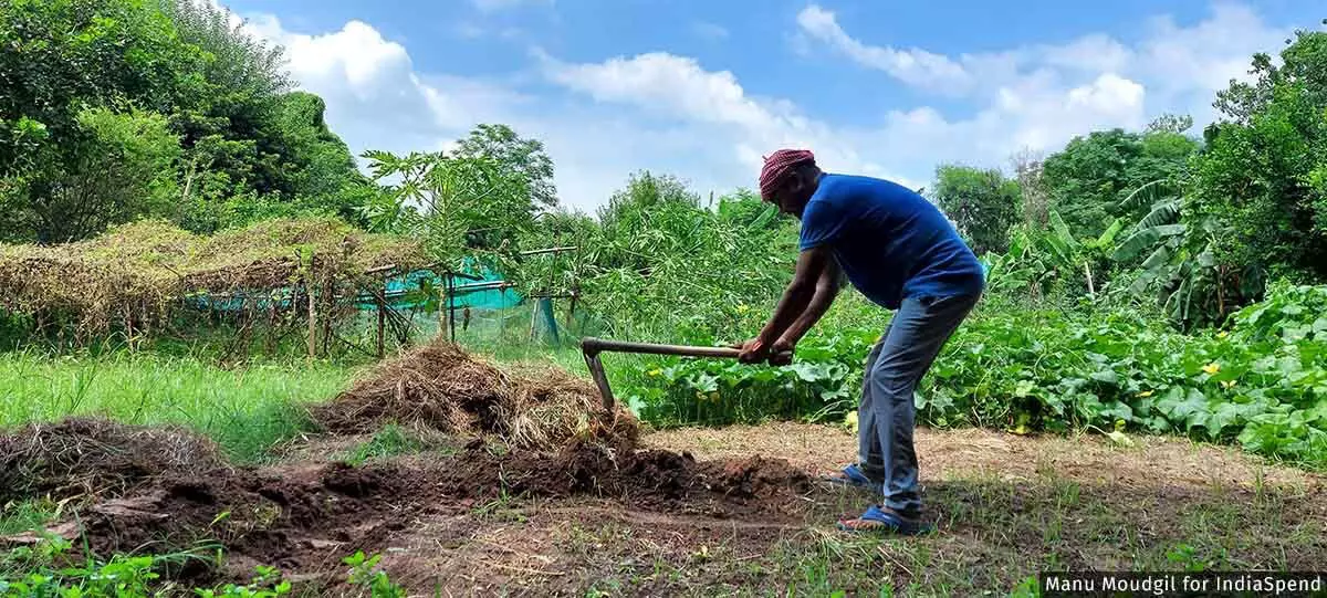 चंडीगढ़ के एक जैविक खेत में निराई-गुड़ाई और मिट्टी तैयार करते खेतिहर मजदूर बब्बन (तस्वीर- 13 अगस्त, 2022)