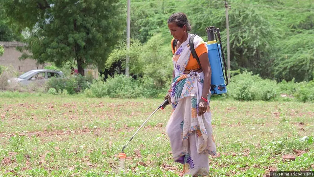 टी. गंगोजम्मा, एक दलित किसान, तल्लापल्ले में अपने छोटे से खेत में काम करती हैं, जहां वह कपास और अन्य फसलें उगाती हैं। टी. गंगोजम्मा, एक दलित किसान, तल्लापल्ले में अपने छोटे से खेत में काम करती हैं, जहां वह कपास और अन्य फसलें उगाती हैं।