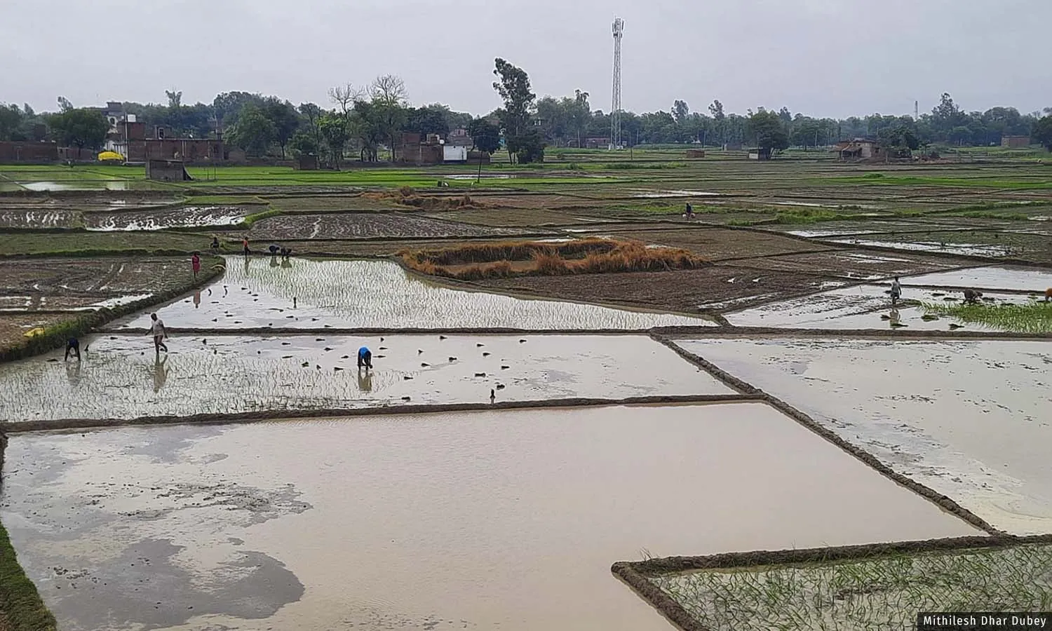 जून में कम बारिश से पिछड़ी खरीफ फसलों की बुवाई जून में कम बारिश से पिछड़ी खरीफ फसलों की बुवाई