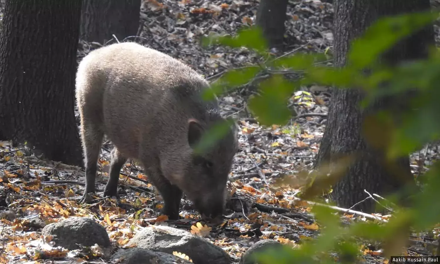 जलवायु हॉटस्पॉट: तापमान बढ़ने से कश्मीर में बढ़ रही आक्रामक जंगली सूअरों की संख्या जलवायु हॉटस्पॉट: तापमान बढ़ने से कश्मीर में बढ़ रही आक्रामक जंगली सूअरों की संख्या