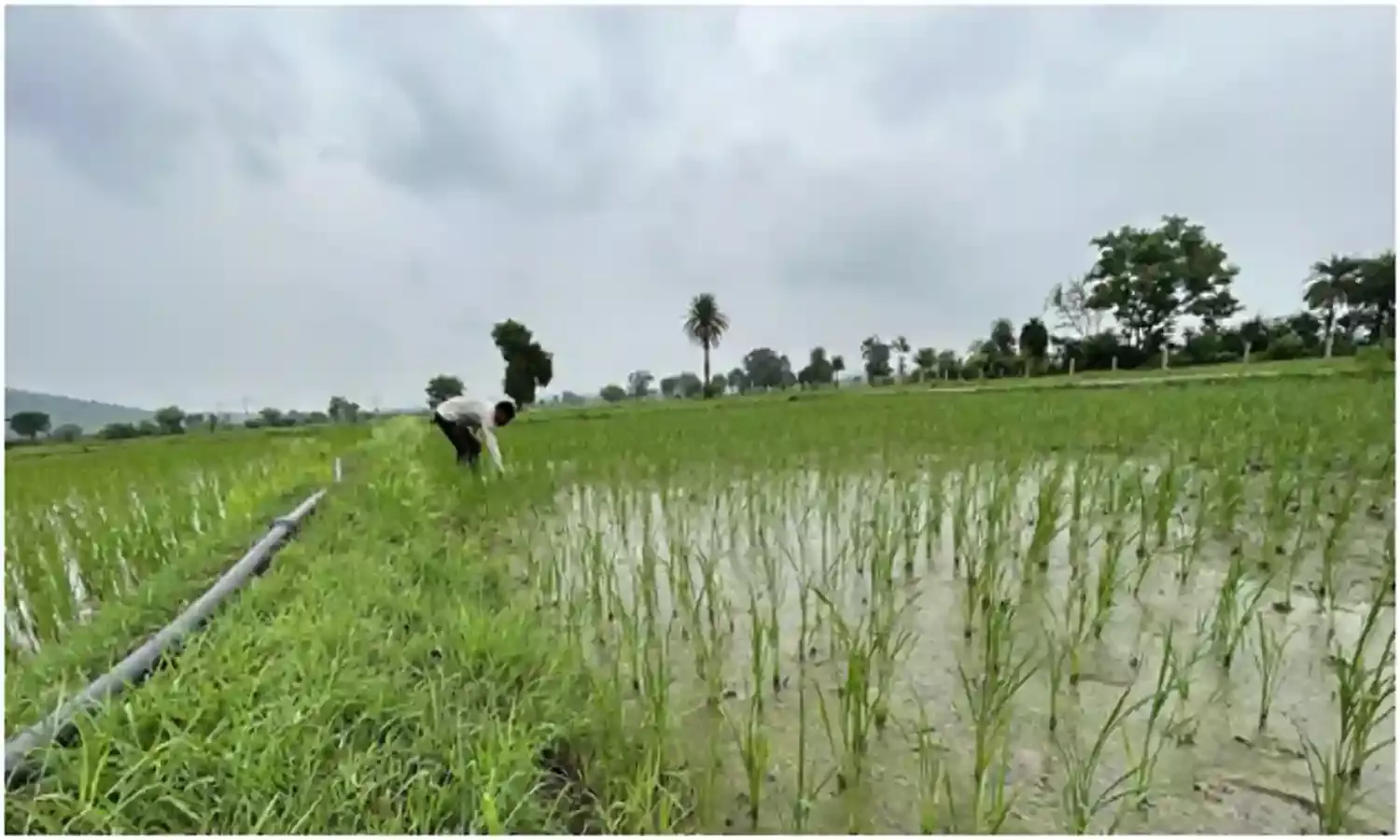 बढ़ती लागत, घटता मुनाफा! एमएसपी तो बढ़ी, फिर नाखुश क्यों हैं किसान? बढ़ती लागत, घटता मुनाफा! एमएसपी तो बढ़ी, फिर नाखुश क्यों हैं किसान?