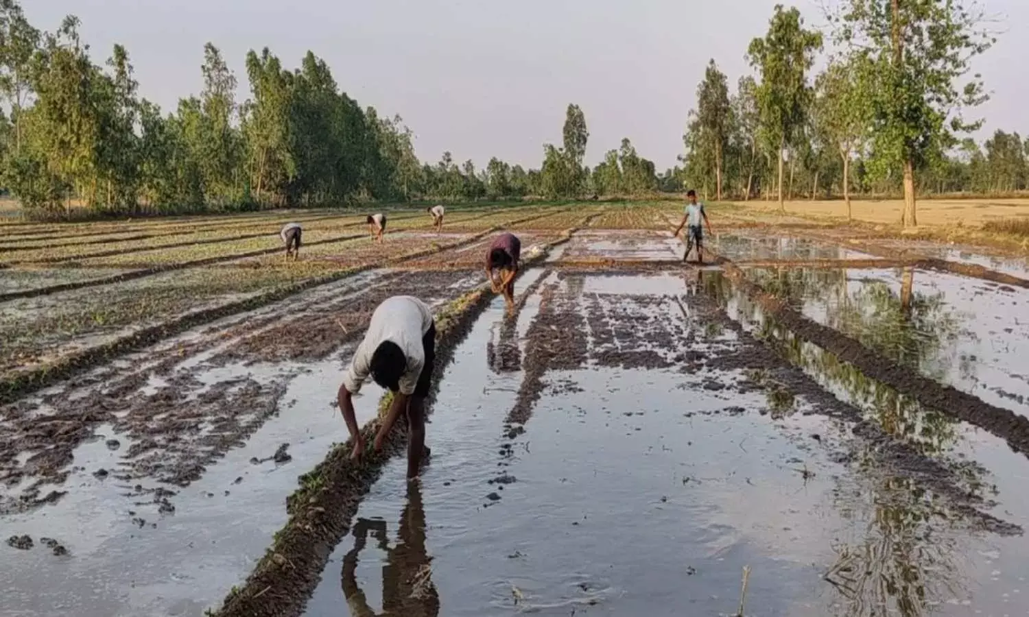 किसी ने खेत प्राइवेट कंपनी को दिया तो कोई खेती छोड़ना चाह रहा, मौसम से हताश किसानों की कहानी किसी ने खेत प्राइवेट कंपनी को दिया तो कोई खेती छोड़ना चाह रहा, मौसम से हताश किसानों की कहानी