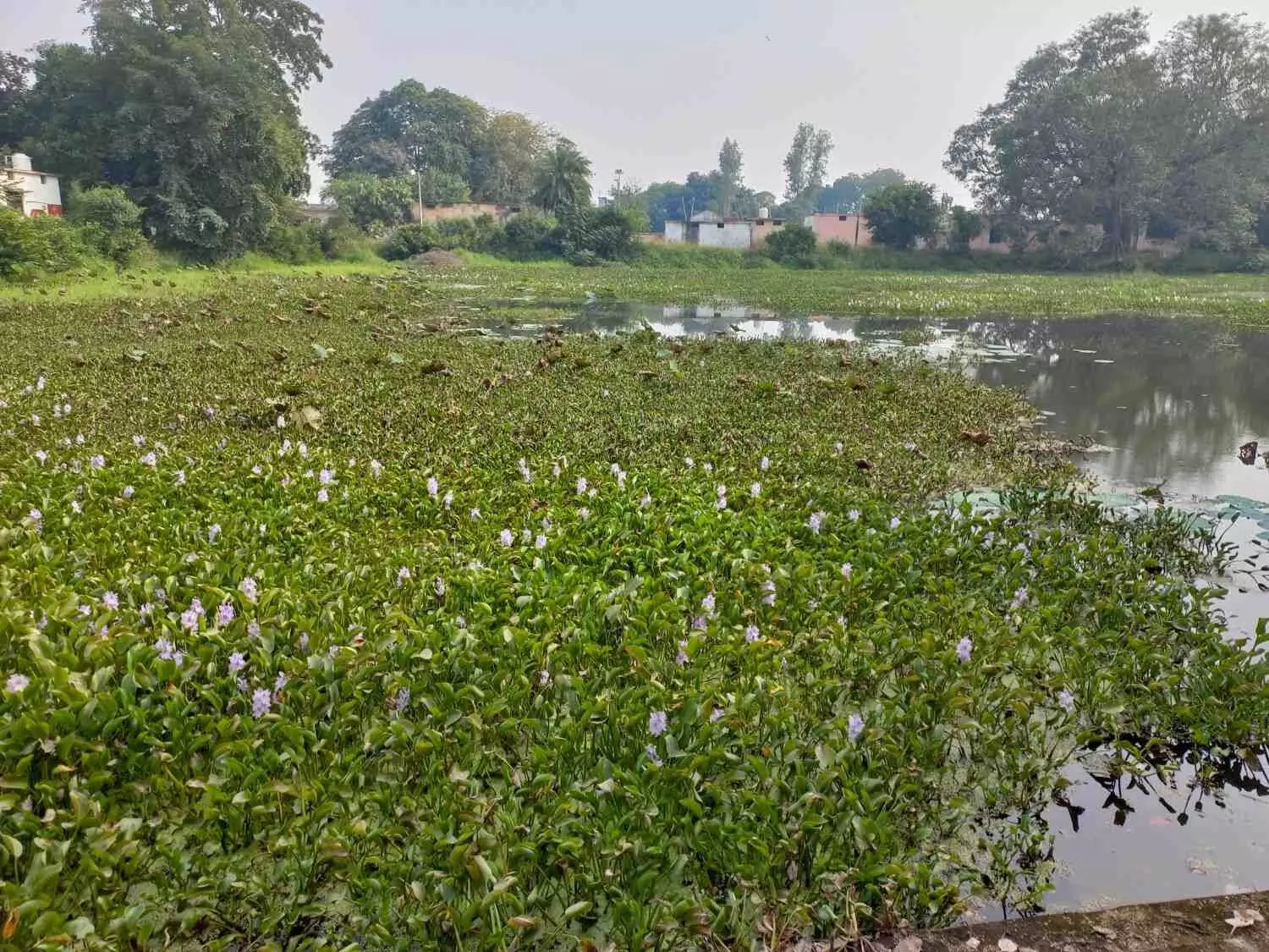 अमटौरा गांव में जलकुंभी से अटा पड़ा अमृत सरोवर। अमटौरा गांव में जलकुंभी से अटा पड़ा अमृत सरोवर।