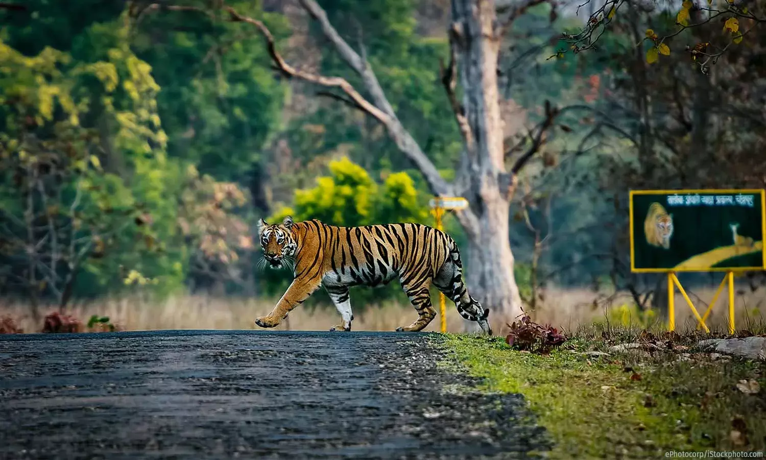 देश के बाघ अभयारण्यों का खामियाजा : जनजातीय अधिकारों का नुकसान देश के बाघ अभयारण्यों का खामियाजा : जनजातीय अधिकारों का नुकसान