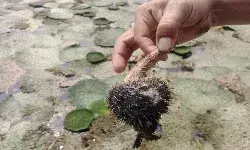 बिहार में मखाना उत्पादन की नई राहः तालाब से खेतों में शिफ्ट हुए किसान, लेकिन बढता तापमान बड़ी चुनौती