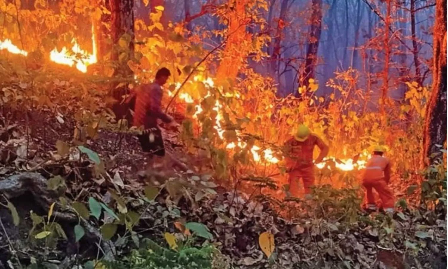 2024 : जंगलों में आग, दक्षिण में लू और उत्तर में बाढ़ ने लाखों जिंदगियों पर डाला बुरा असर 2024 : जंगलों में आग, दक्षिण में लू और उत्तर में बाढ़ ने लाखों जिंदगियों पर डाला बुरा असर