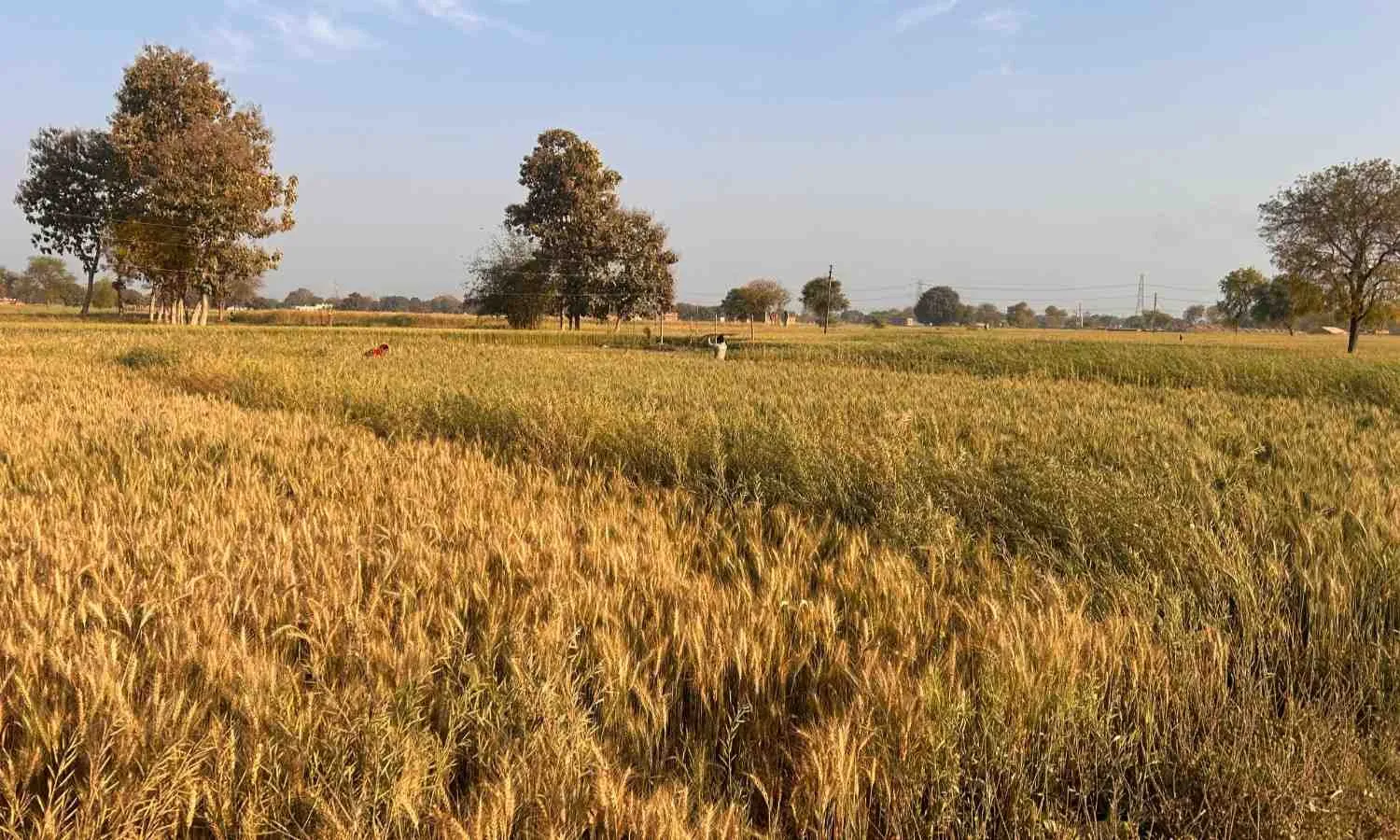 तापमान बढ़ा, कम हुई बारिश, फरवरी की रिकॉर्ड तोड़ गर्मी का खेती किसानी पर कितना असर पड़ेगा? तापमान बढ़ा, कम हुई बारिश, फरवरी की रिकॉर्ड तोड़ गर्मी का खेती किसानी पर कितना असर पड़ेगा?