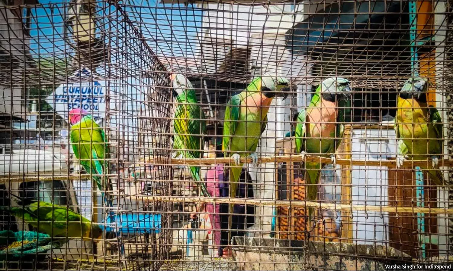 अवैध पक्षी व्यापार के गढ़: कानूनी प्रतिबंधों के बावजूद फल-फूल रहे पारंपरिक बाजार अवैध पक्षी व्यापार के गढ़: कानूनी प्रतिबंधों के बावजूद फल-फूल रहे पारंपरिक बाजार