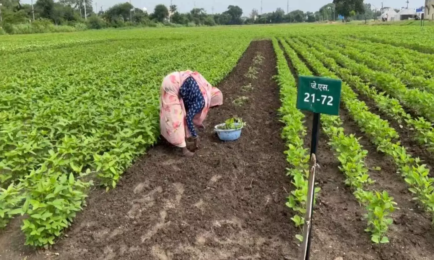 कितना आसान है धान का रकबा घटाना, ‘माइनस 5 और प्लस 10 फॉर्मूला की डगर मुश्किल क्यों?` कितना आसान है धान का रकबा घटाना, ‘माइनस 5 और प्लस 10 फॉर्मूला की डगर मुश्किल क्यों?`