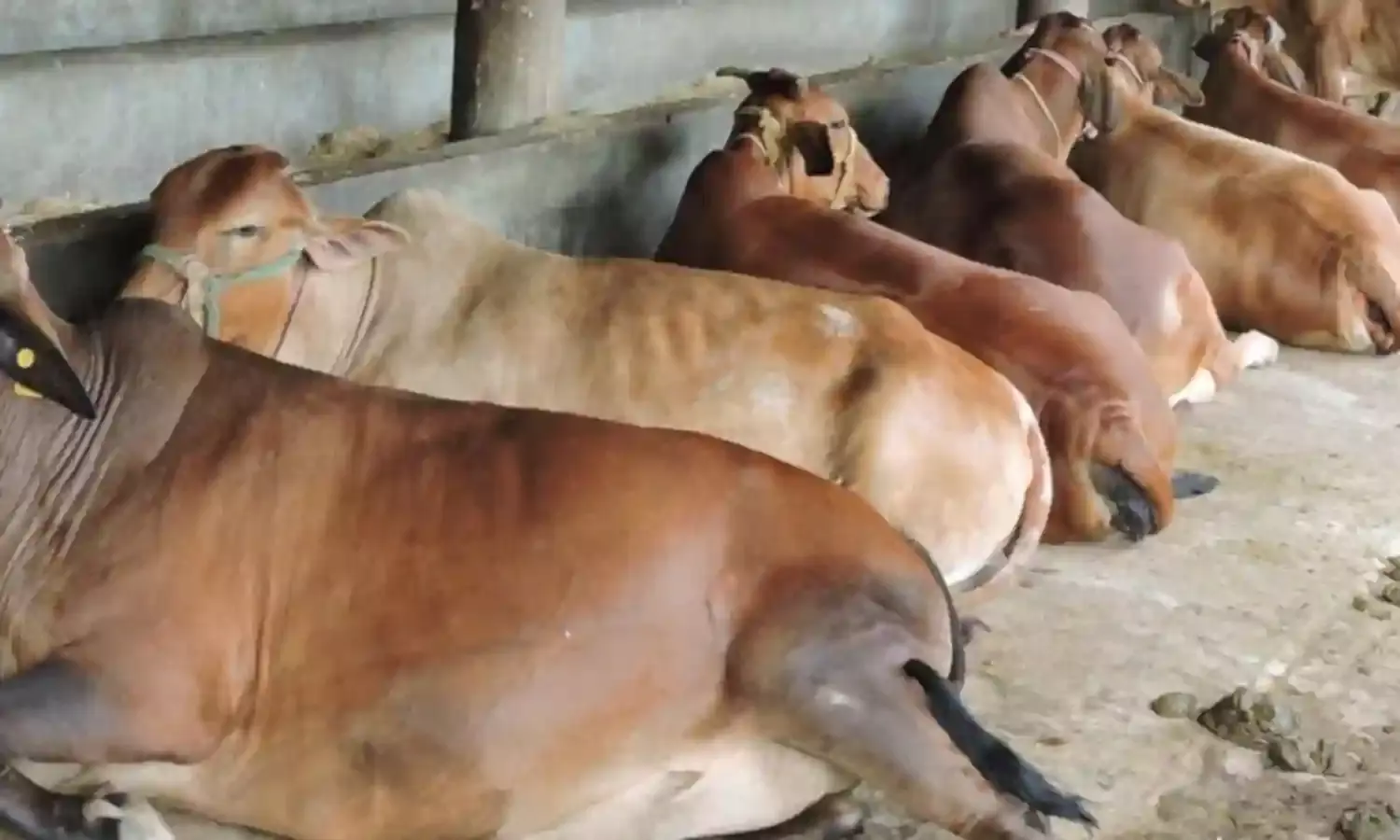 गाय से जुड़ी हिंसा की वजह से मांस और चमड़े का निर्यात तबाह, आय प्रभावित: नई रिपोर्ट