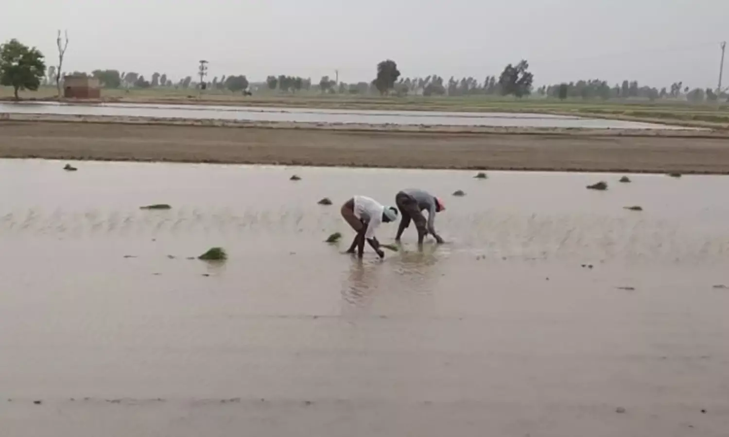 जलवायु परिवर्तन संकट से कैसे लड़ रहे हैं भारतीय किसान ?