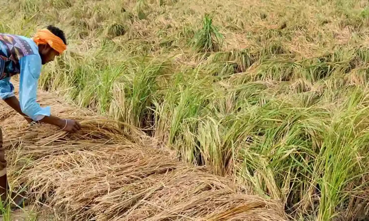जलवायु परिवर्तन से भारत में बढ़ सकती है भूखे लोगों की संख्या