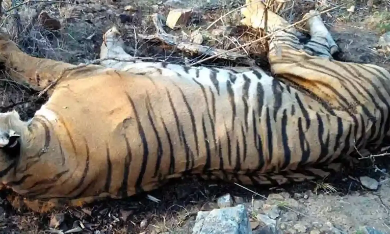 पिछले आठ वर्षों में मध्यप्रदेश और महाराष्ट्र में सबसे ज्यादा बाघों की मौत