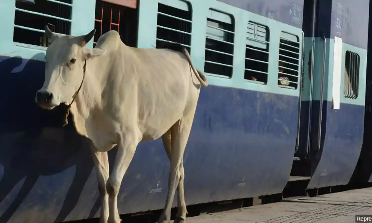 भारतीय रेल को 42 करोड़ रुपए में 3,350 ट्रक गोबर खरीदने की क्यों है जरूरत ?