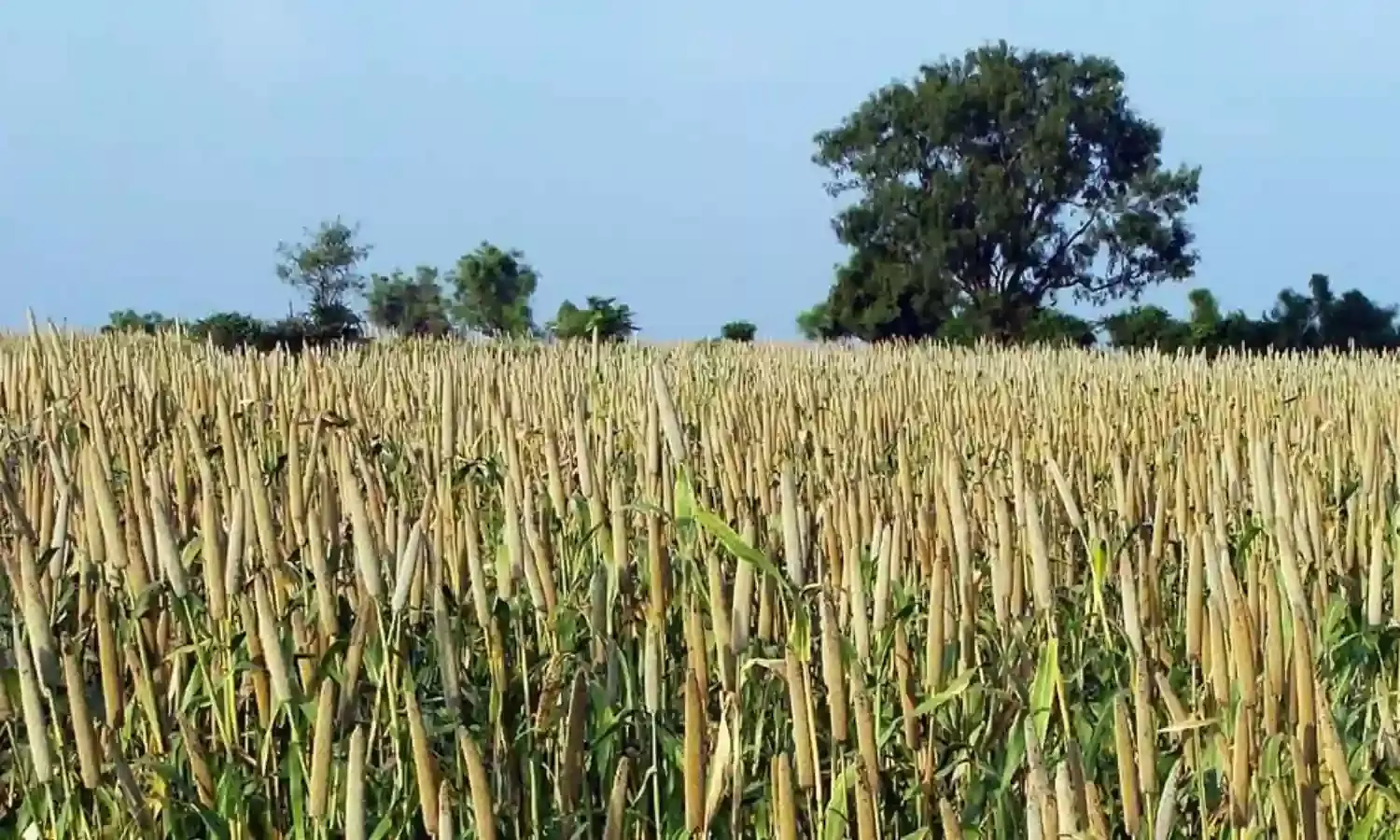 भारत में मोटा अनाज गरीबों, स्कूलों के मध्य भोजन तक पहुंचने के लिए तैयार