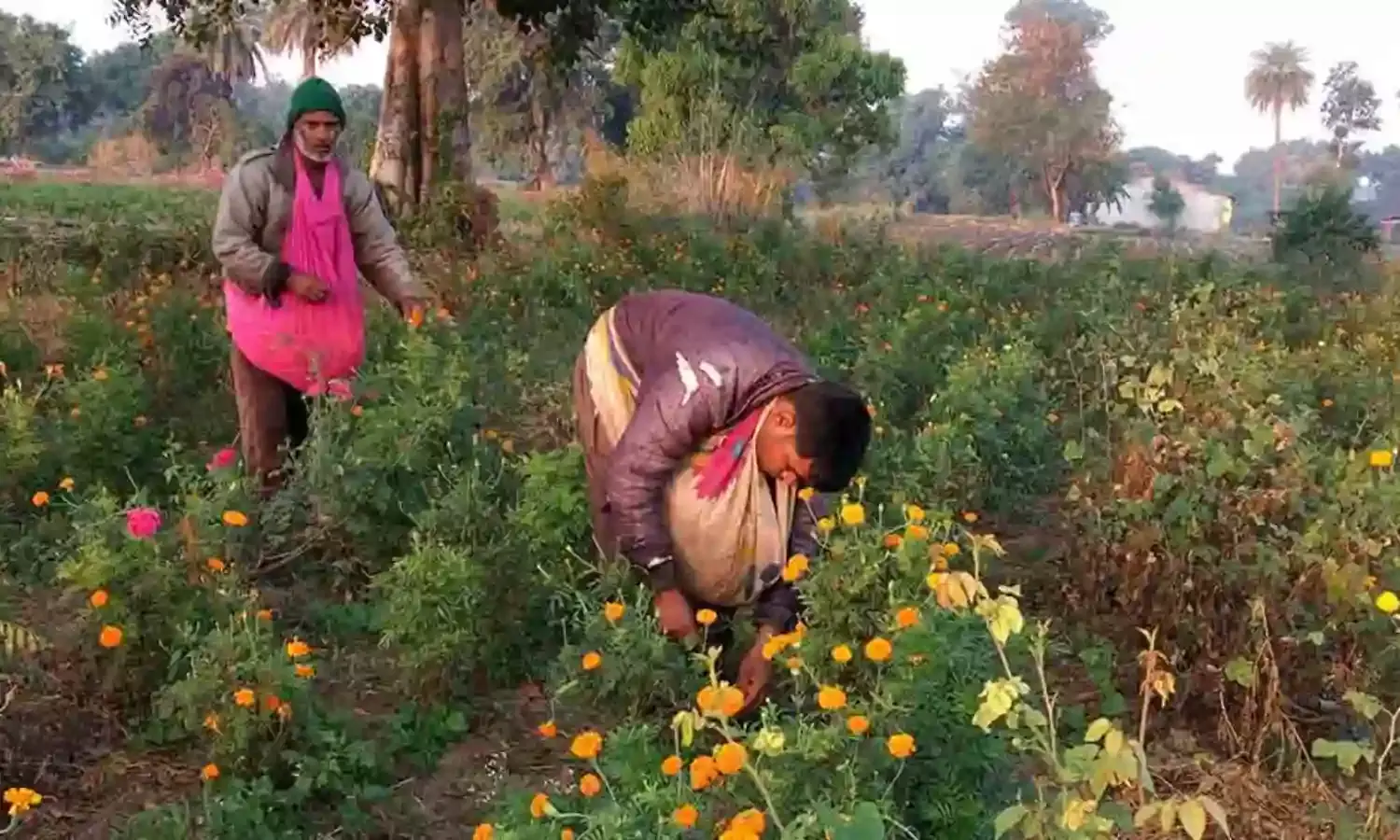नोटबंदी के एक साल बाद भी नकदी रहित अर्थव्यवस्था में क्यों नहीं शरीक हो पा रहे फूलों के किसान ?