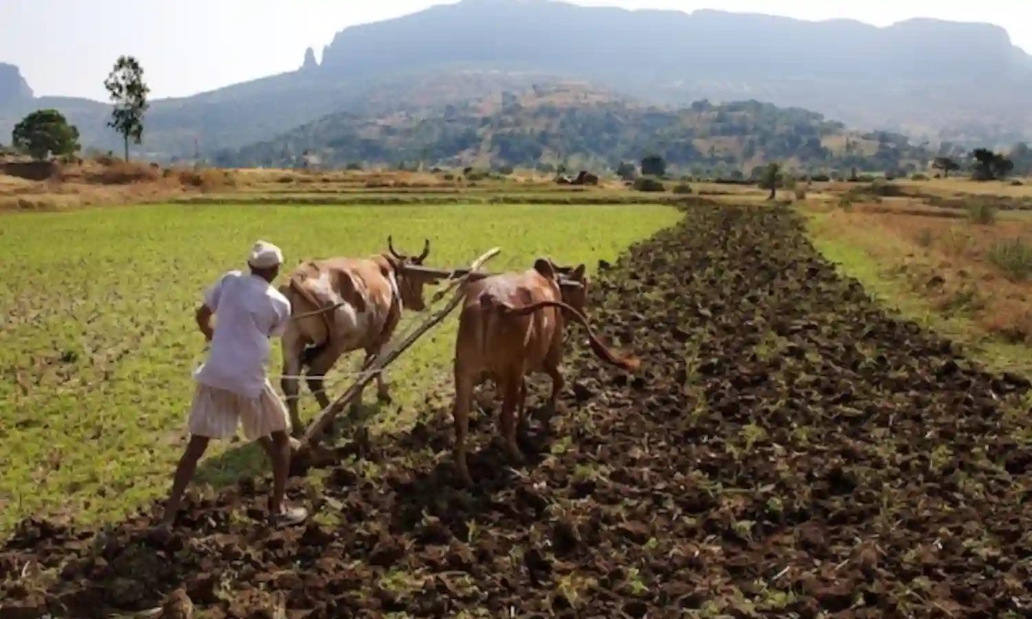 भारत में लगातार गर्म होते मौसम के साथ बढ़ती जाएगी किसानों की आत्महत्याएं, एक अमेरिकी वैज्ञानिक ने दी त्वरित कार्रवाई की सलाह