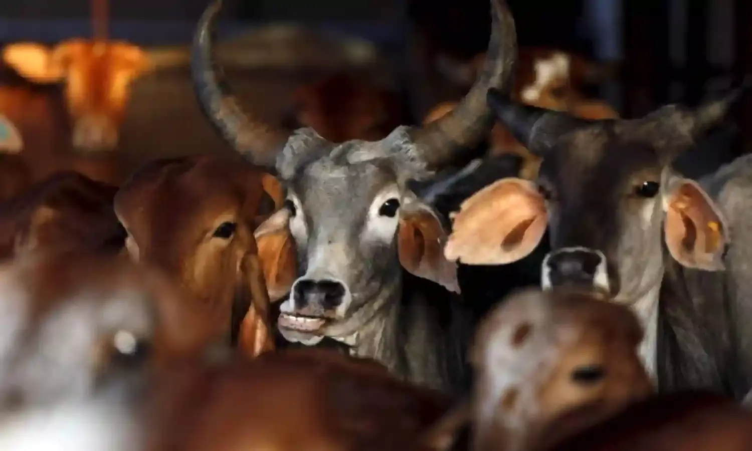 नए पशु कानून से भयभीत हैं मराठवाड़ा के किसान