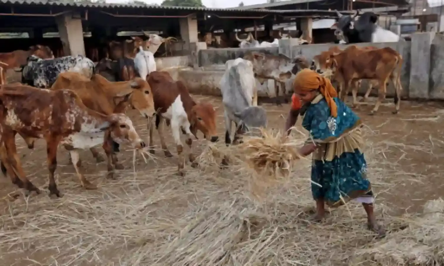 99.38 फीसदी भारतीयों पर लागू है गौ संरक्षण कानून