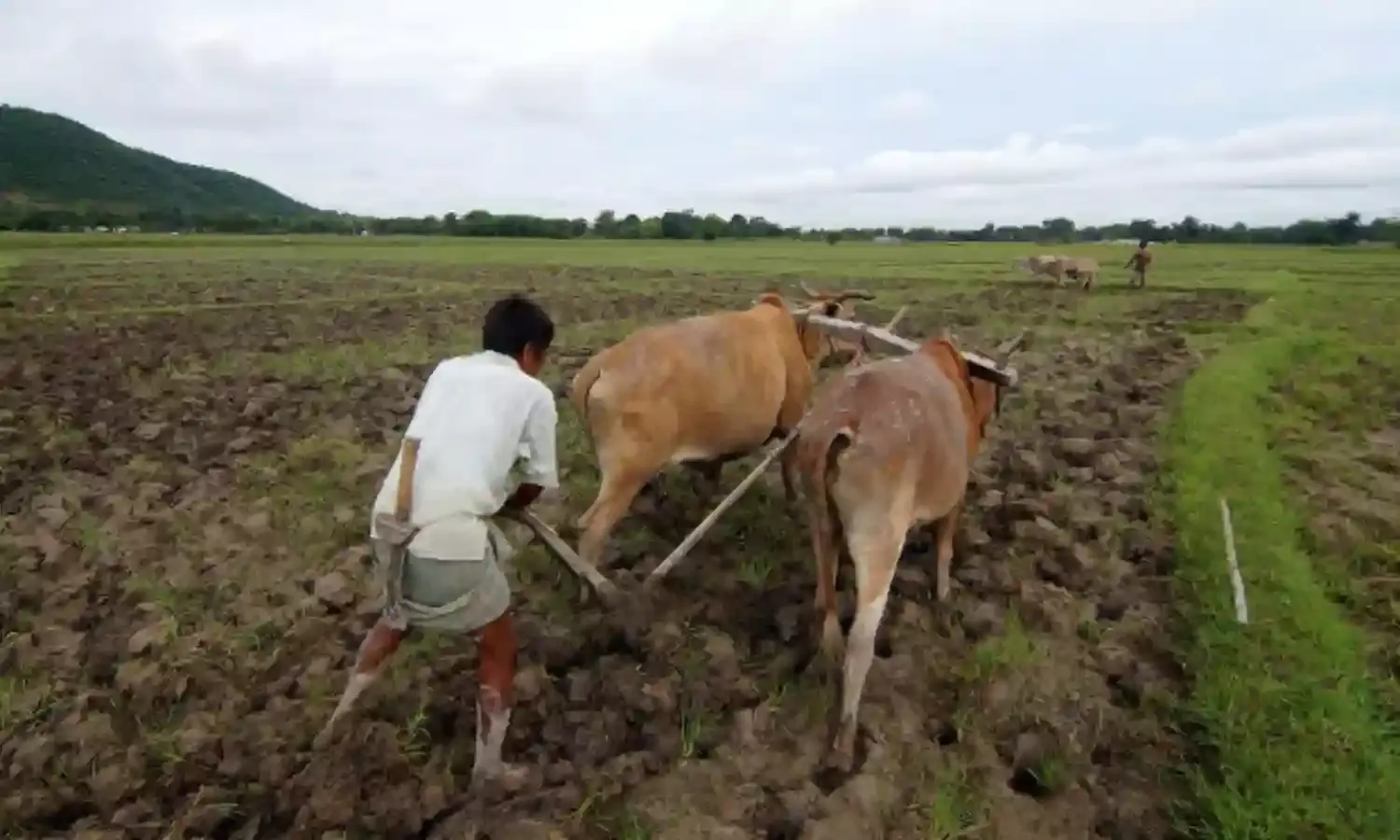 वर्ष 2015 में किसानों के आत्महत्या के मामले में 42 फीसदी वृद्धि, वर्ष 2015 लगातार सूखे का दूसरा साल