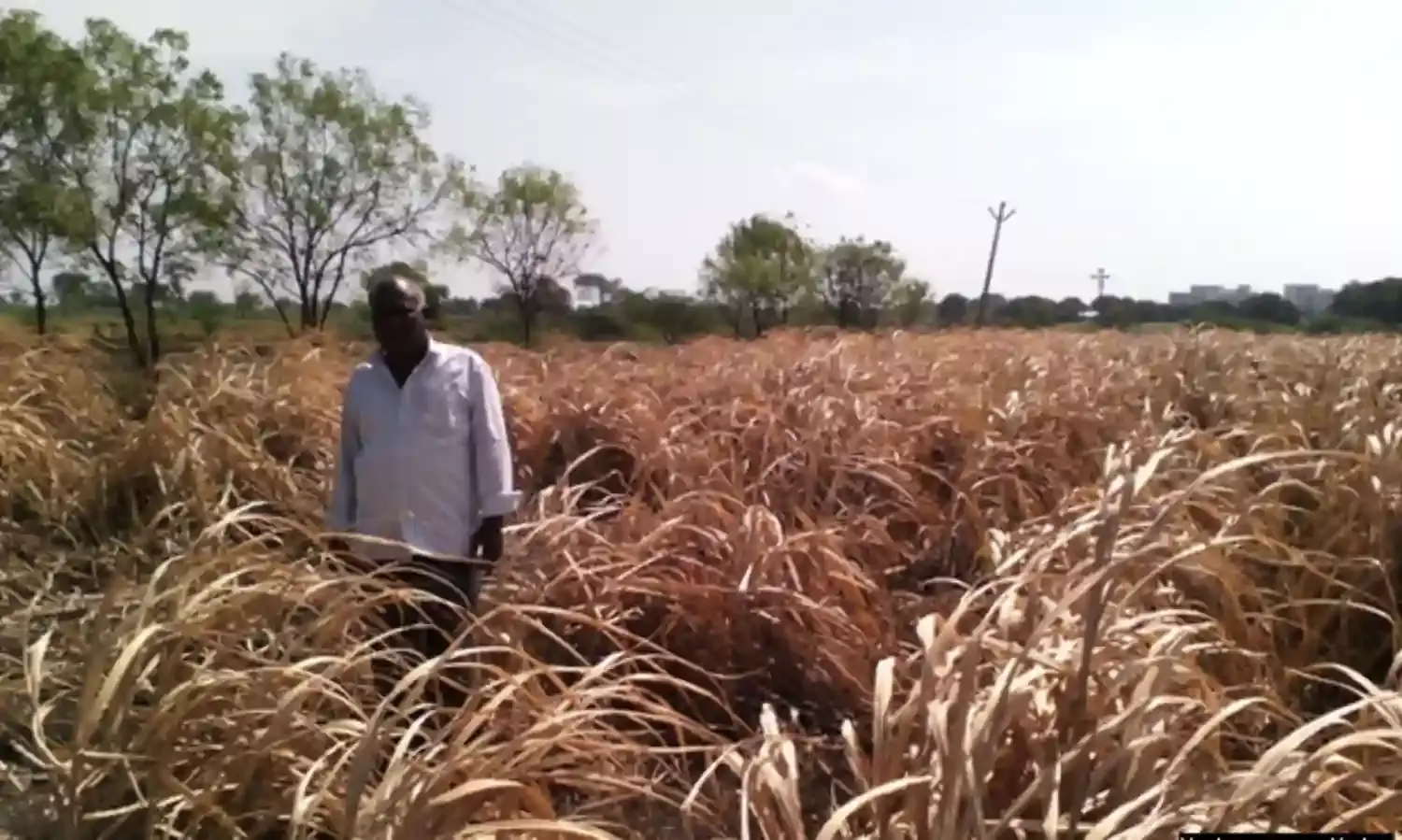 बारिश की 52% कमी – महाराष्ट्र का गहराता सूखा संकट