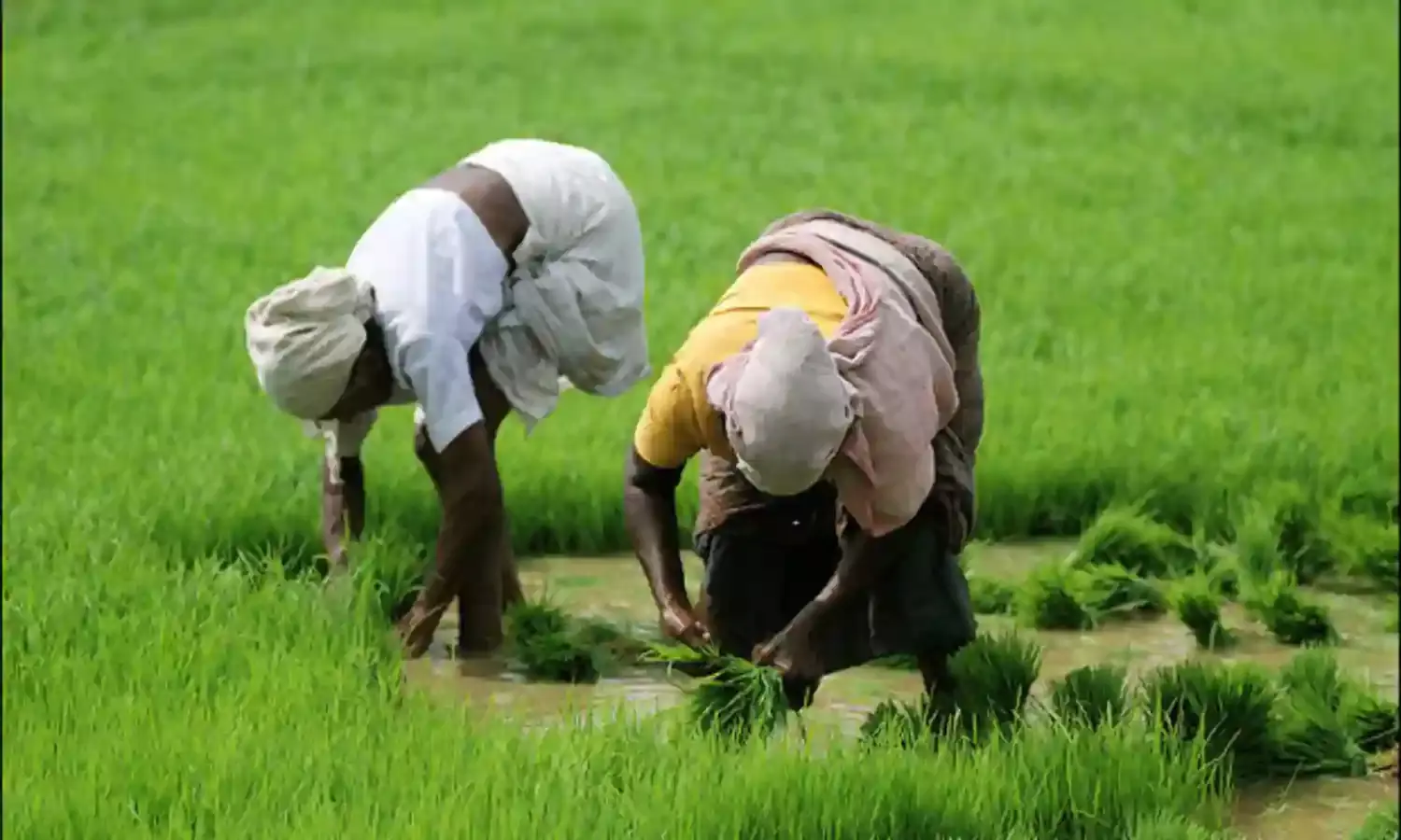 पिछले 25 वर्षों में खेती की जमीन घटी है, प्रतिव्यक्ति खाद्यान्न भी