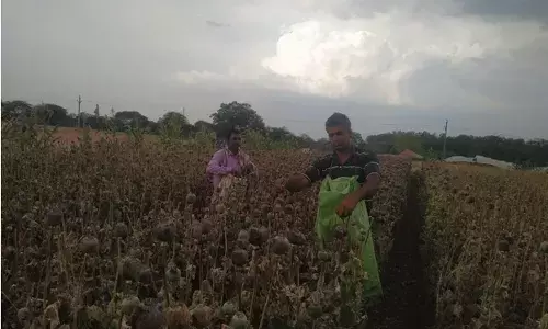मध्य प्रदेश और छत्तीसगढ़ लॉकडाउन से रुकी फ़सल की कटाई मध्य प्रदेश और छत्तीसगढ़ लॉकडाउन से रुकी फ़सल की कटाई
