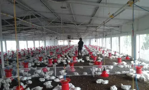 पॉल्ट्री उद्योग पर लॉकडाउन और अफ़वाहों की दोहरी मार