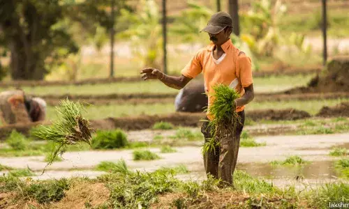 अनियमित मानसून से कर्नाटक के कावेरी बेसिन में 25% फसलें खराब