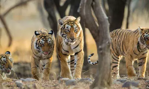 12 वर्षों में बाघों की आबादी दोगुनी... लेकिन यह अच्छी खबर नहीं! 12 वर्षों में बाघों की आबादी दोगुनी... लेकिन यह अच्छी खबर नहीं!