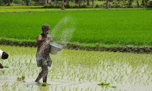 सूखे से बचने के लिए भारत को पूर्व की ओर चावल उगाना चाहिए