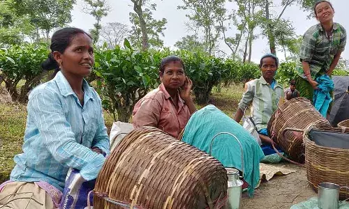 असम के चाय बगान गर्भवती महिलाओं के लिए हैं बहुत खतरनाक असम के चाय बगान गर्भवती महिलाओं के लिए हैं बहुत खतरनाक