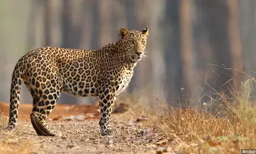 एक तरफ भारत का विकास, दूसरी तरफ रिकॉर्ड संख्या में तेंदुओं की मौत एक तरफ भारत का विकास, दूसरी तरफ रिकॉर्ड संख्या में तेंदुओं की मौत