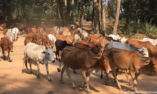 हिंदू सतर्कता के कारण राजस्थान में गाय व्यवसाय गिरावट की ओर हिंदू सतर्कता के कारण राजस्थान में गाय व्यवसाय गिरावट की ओर